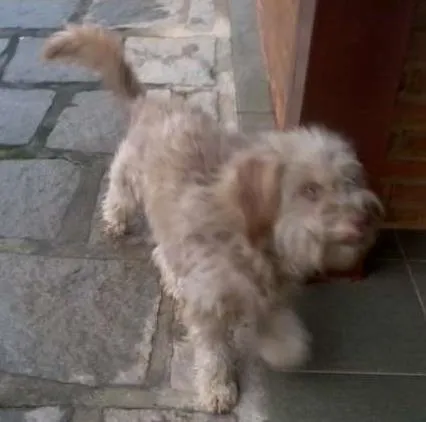 Cachorro raça Misto idade  nome Não Sei