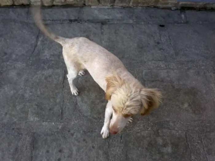 Cachorro raça Misto idade  nome Não Sei