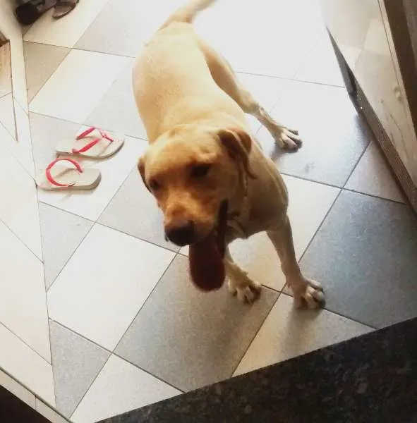 Cachorro ra a Labrador idade 1 ano nome LASSYE