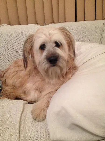 Cachorro ra a vira lata idade 2 anos nome Zeca