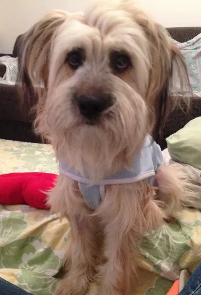 Cachorro ra a vira lata idade 2 anos nome Zeca