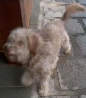Cachorro raça Misto idade  nome Não Sei