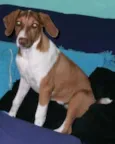Belinha