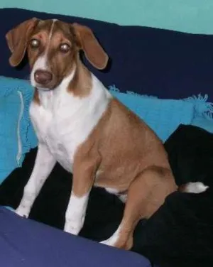 Cachorro raça  mestiça de weimaraner idade 7 a 11 meses nome Belinha