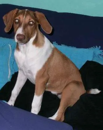 Cachorro ra a  mestiça de weimaraner idade 7 a 11 meses nome Belinha
