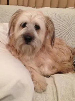 Cachorro raça vira lata idade 2 anos nome Zeca