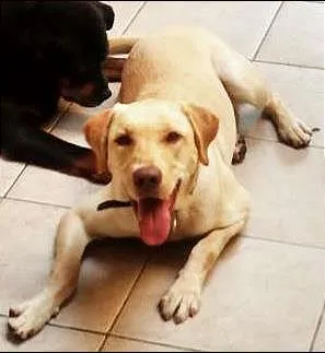 Cachorro raça Labrador idade 1 ano nome LASSYE