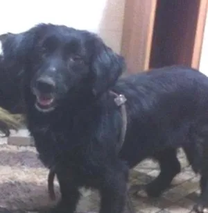 Cachorro raça srd idade 1 ano nome Charlo