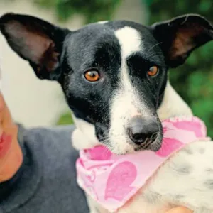 Cachorro raça SRD idade 2 anos nome Princesa