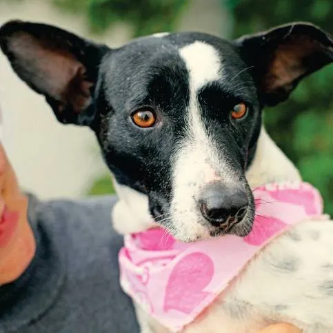 Cachorro ra a SRD idade 2 anos nome Princesa