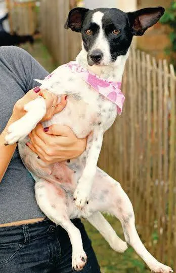 Cachorro ra a SRD idade 2 anos nome Princesa