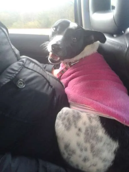 Cachorro ra a SRD idade 2 anos nome Princesa