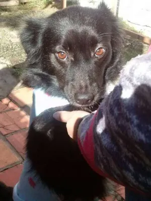Cachorro raça SRD idade 6 ou mais anos nome Zara