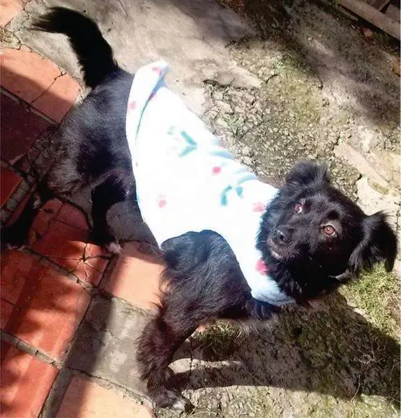 Cachorro ra a SRD idade 6 ou mais anos nome Zara