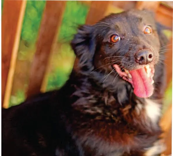 Cachorro ra a SRD idade 6 ou mais anos nome Zara
