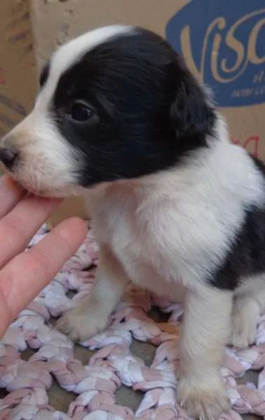 Cachorro ra a Vira-Lata idade Abaixo de 2 meses nome Filhotinhos
