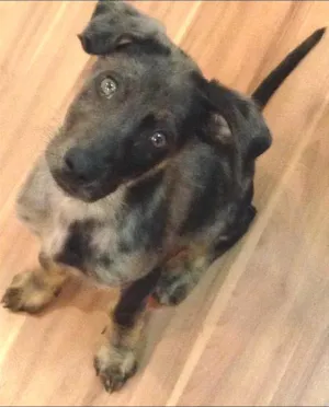 Cachorro raça SRD idade 2 a 6 meses nome Capitão 