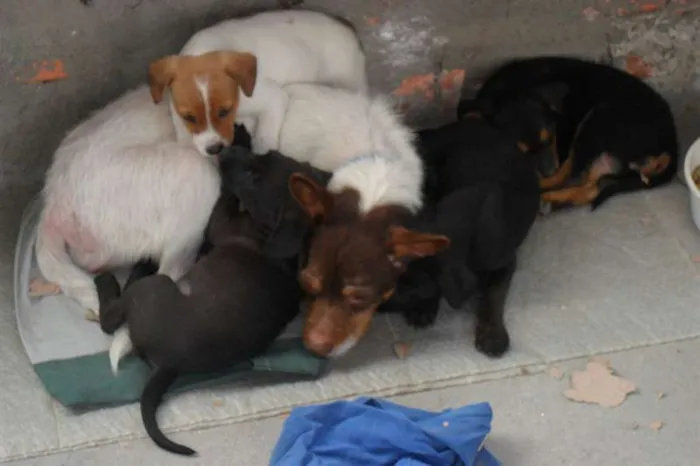 Cachorro ra a mistas idade 2 a 6 meses nome filhotes