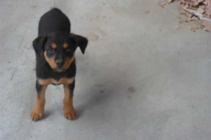 Cachorro ra a mistas idade 2 a 6 meses nome filhotes