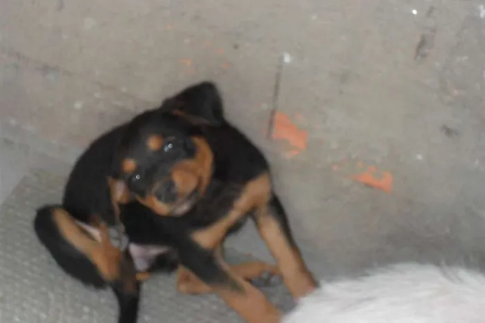 Cachorro ra a mistas idade 2 a 6 meses nome filhotes