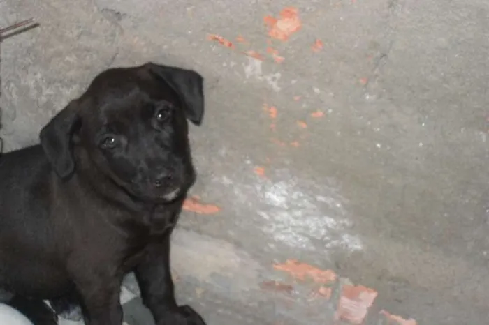 Cachorro ra a mistas idade 2 a 6 meses nome filhotes