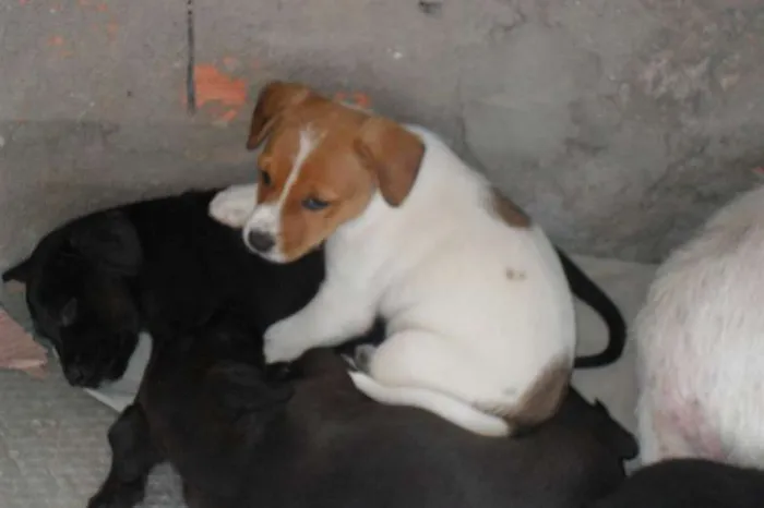 Cachorro ra a mistas idade 2 a 6 meses nome filhotes