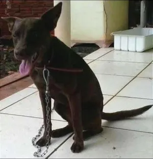 Cachorro raça vira lata idade 7 a 11 meses nome pitaya