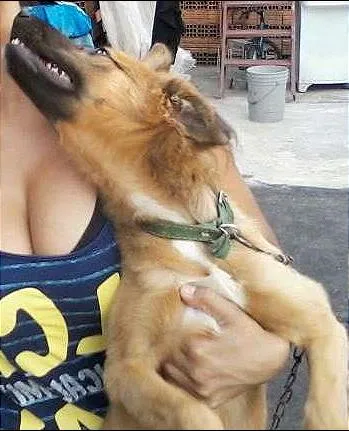 Cachorro ra a SRD idade 7 a 11 meses nome Peludinho