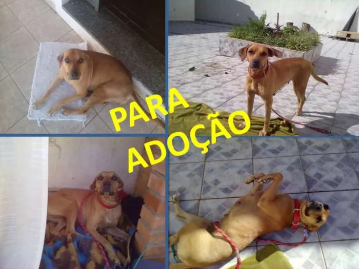 Cachorro raça SRD idade 1 ano nome Julie