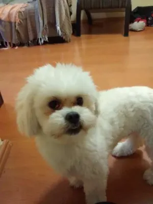 Cachorro raça lhasa apso idade 1 ano nome Spike