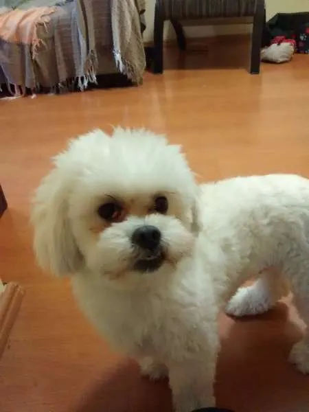 Cachorro ra a lhasa apso idade 1 ano nome Spike