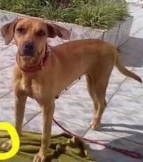 Cachorro raça SRD idade 1 ano nome Julie