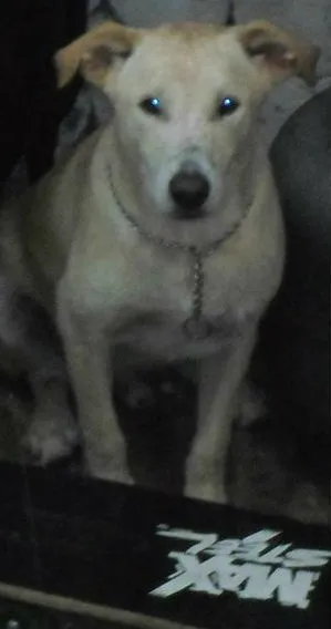 Cachorro ra a SRD idade 1 ano nome tobby