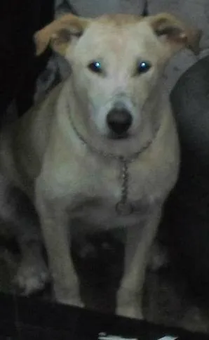 Cachorro ra a SRD idade 1 ano nome tobby