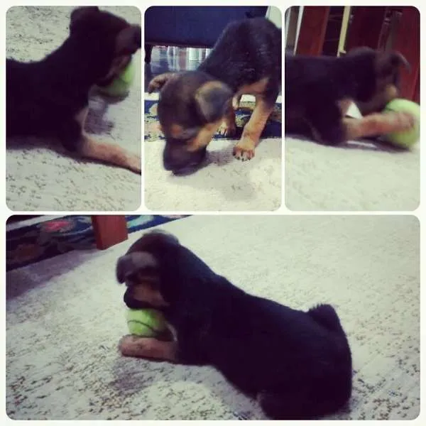 Cachorro ra a SRD idade 2 a 6 meses nome Valente