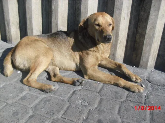 Cachorro ra a SRD idade 3 anos nome Frank