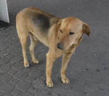 Cachorro ra a SRD idade 3 anos nome Frank