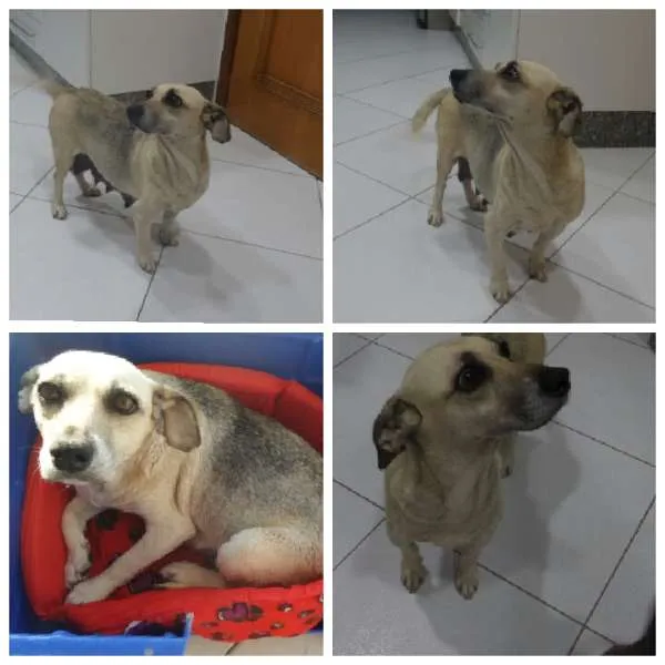 Cachorro ra a SRD idade 3 anos nome Nina