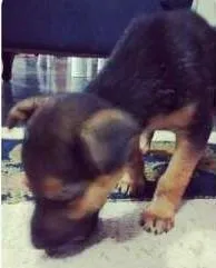 Cachorro raça SRD idade 2 a 6 meses nome Valente