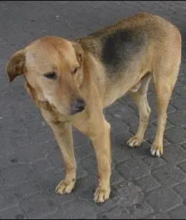 Cachorro ra a SRD idade 3 anos nome Frank
