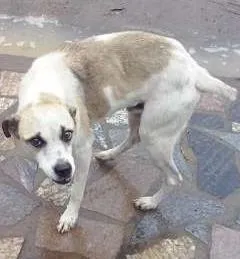 Cachorro raça SRD idade 1 ano nome meninão