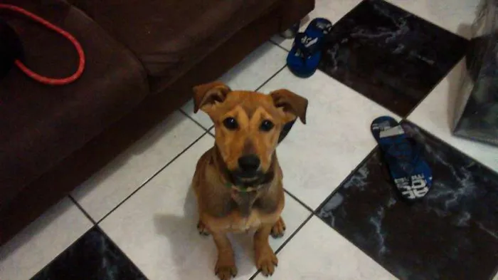Cachorro ra a vira lata idade 7 a 11 meses nome chorona
