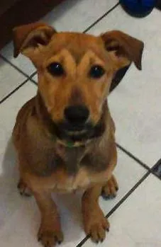 Cachorro ra a vira lata idade 7 a 11 meses nome chorona