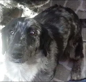 Cachorro raça SRD idade  nome Mell