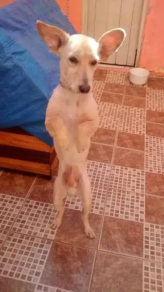 Cachorro ra a SRD idade 3 anos nome CHICÓ