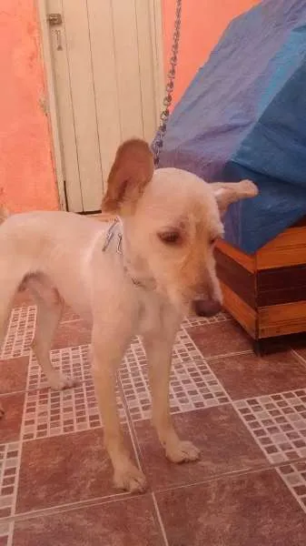 Cachorro ra a SRD idade 3 anos nome CHICÓ