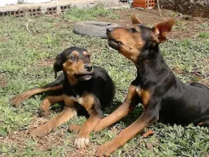 Cachorro raça Dobermann idade 2 a 6 meses nome vários