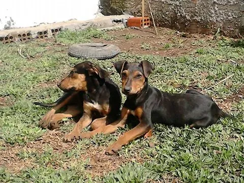 Cachorro raça Dobermann idade 2 a 6 meses nome vários