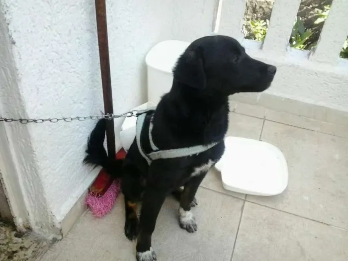 Cachorro ra a vira lata idade 7 a 11 meses nome Bobby