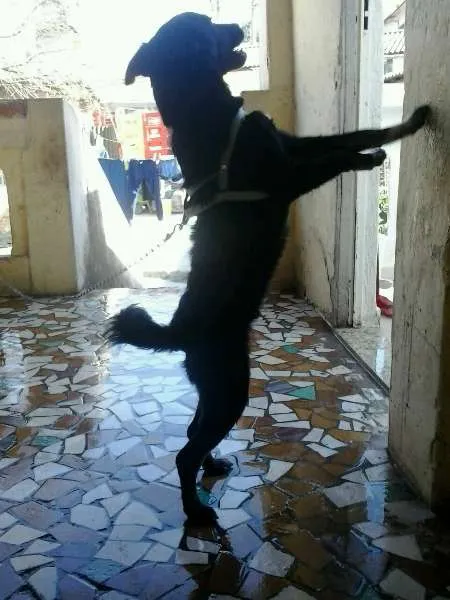 Cachorro ra a vira lata idade 7 a 11 meses nome Bobby